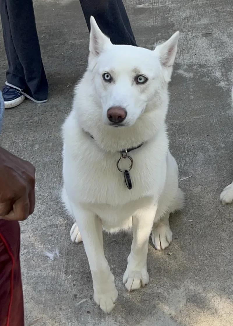 An adult medium-sized female White / Cream Siberian Husky dog named Blanca for adoption in Menifee, CA