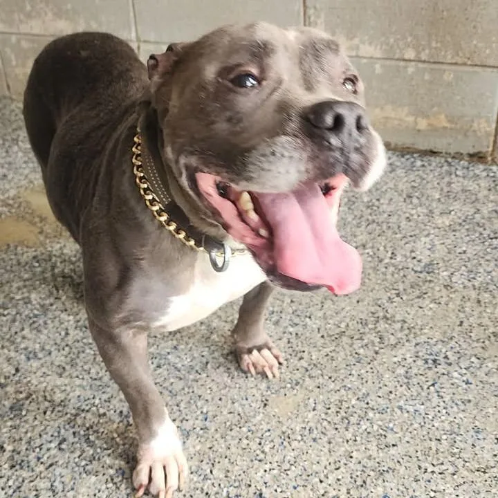 An adult medium-sized male Gray / Blue / Silver Pit Bull Terrier dog named Expo for adoption in Beaumont, TX