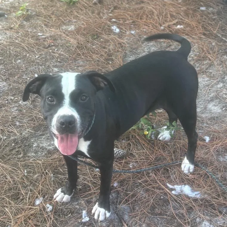 A young medium-sized female Black Mixed Breed dog named Jessie for adoption in Naples, FL
