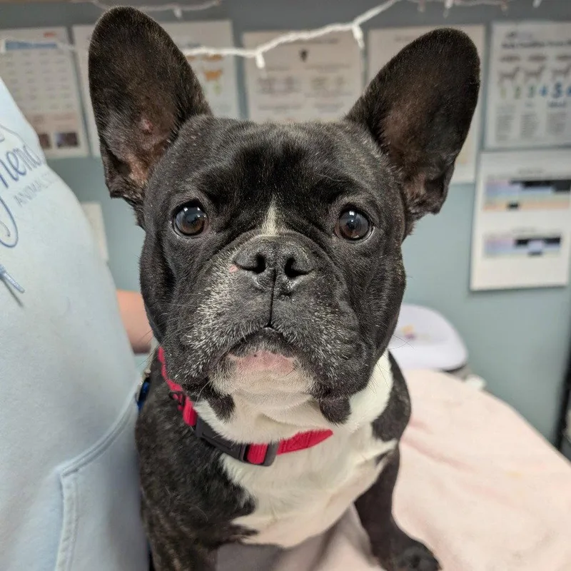 An adult medium-sized female French Bulldog dog named Lemon Pound Cake for adoption in New Castle, DE