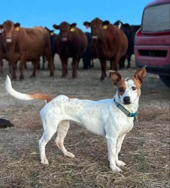 An adult medium-sized female Jack Russell Terrier dog named Chewy for adoption in North Syracuse, NY