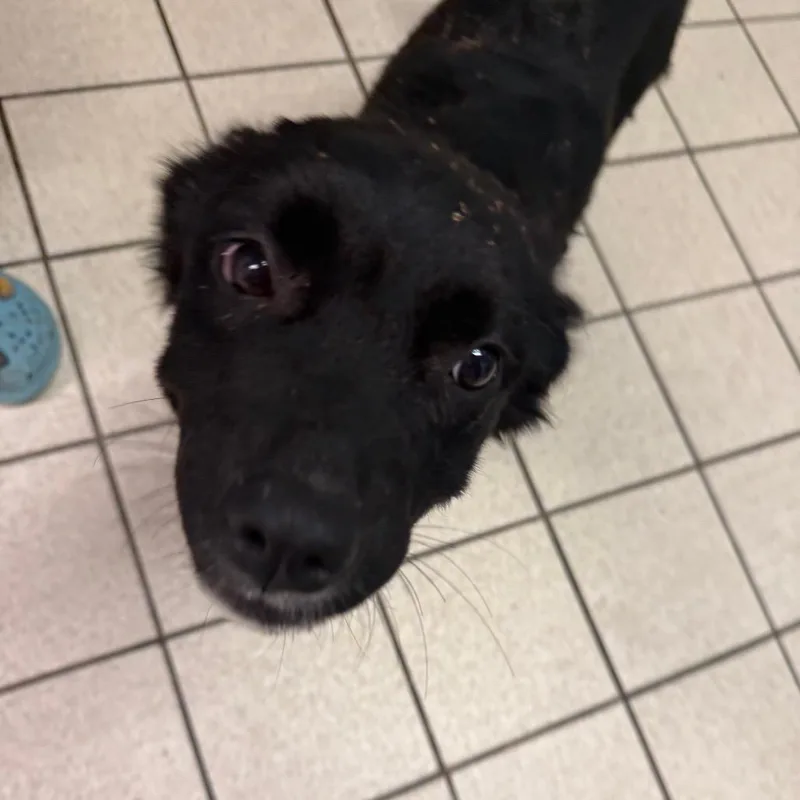 A young medium-sized male Black Mixed Breed dog named Bogey for adoption in Charleston, WV