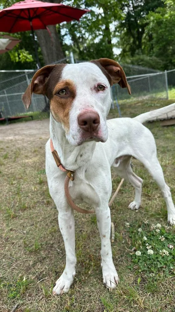 A young medium-sized male Hound dog named Hudson for adoption in New Bern, NC