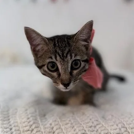 A baby medium-sized female Tabby (Brown / Chocolate) Tabby cat named Olivia Von Whiskers for adoption in Friendswood, TX