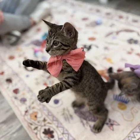 Olivia Von Whiskers thumbnail 2