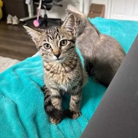 Olivia Von Whiskers thumbnail 3