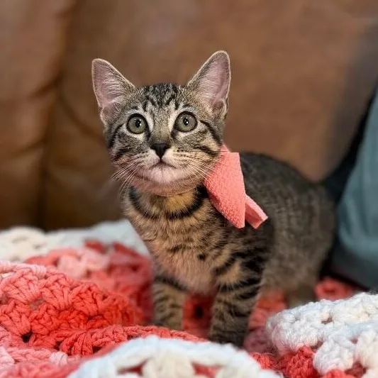 Olivia Von Whiskers thumbnail 4
