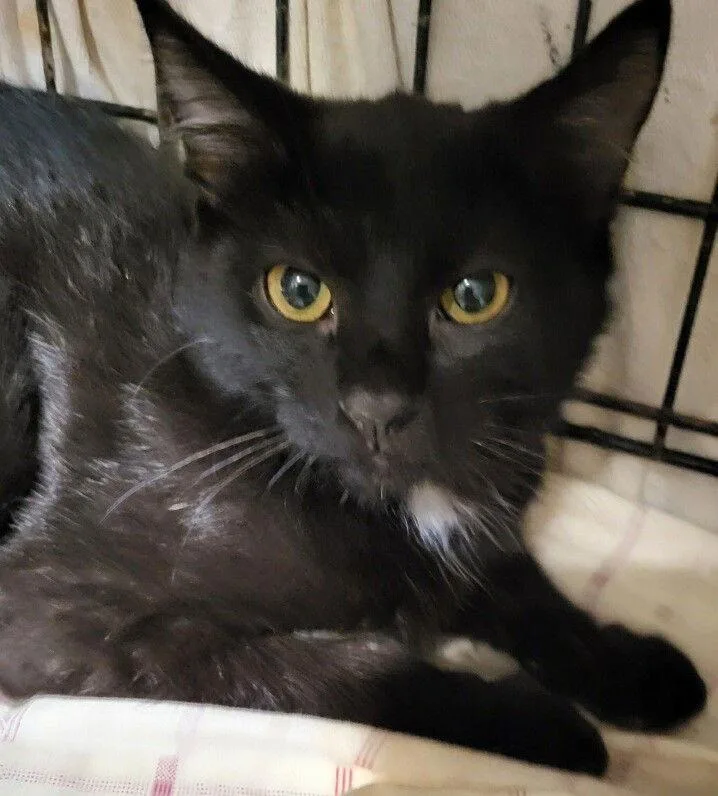 An adult medium-sized male Black Domestic Short Hair cat named Barry for adoption in Oviedo, FL