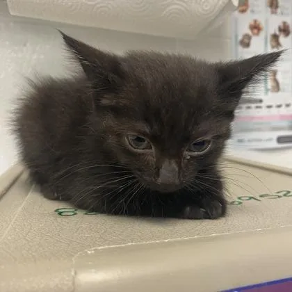 A baby small-sized female Gray / Blue / Silver Domestic Short Hair cat named Ally for adoption in Spruce Pine, NC