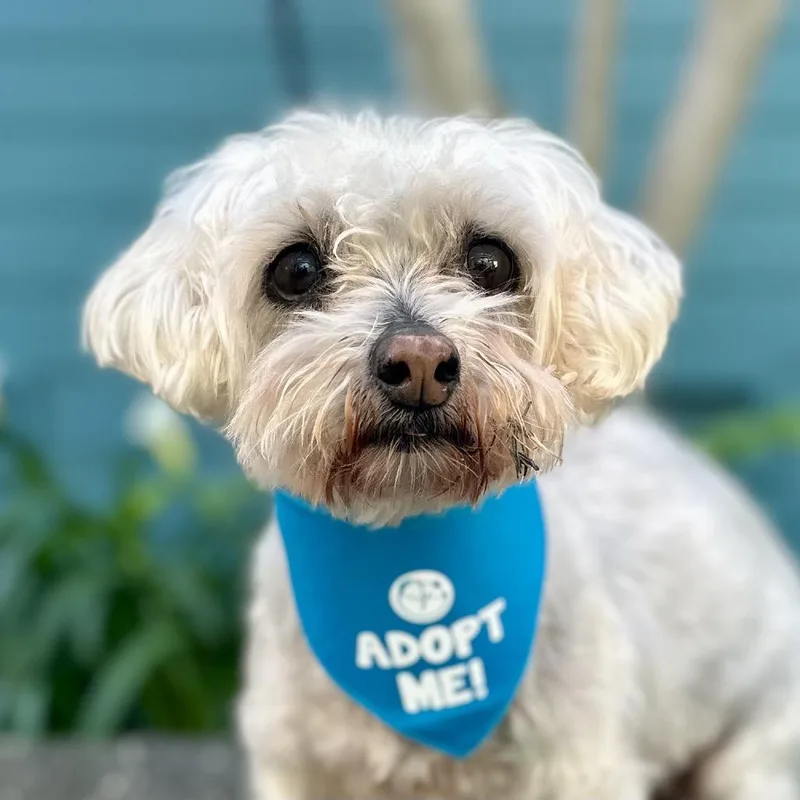 A senior small-sized female White / Cream Maltese dog named Rita for adoption in Pacific Grove, CA