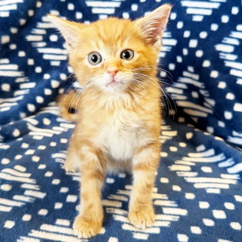 A baby small-sized male Orange / Red Domestic Medium Hair cat named Bungee for adoption in Mount Juliet, TN