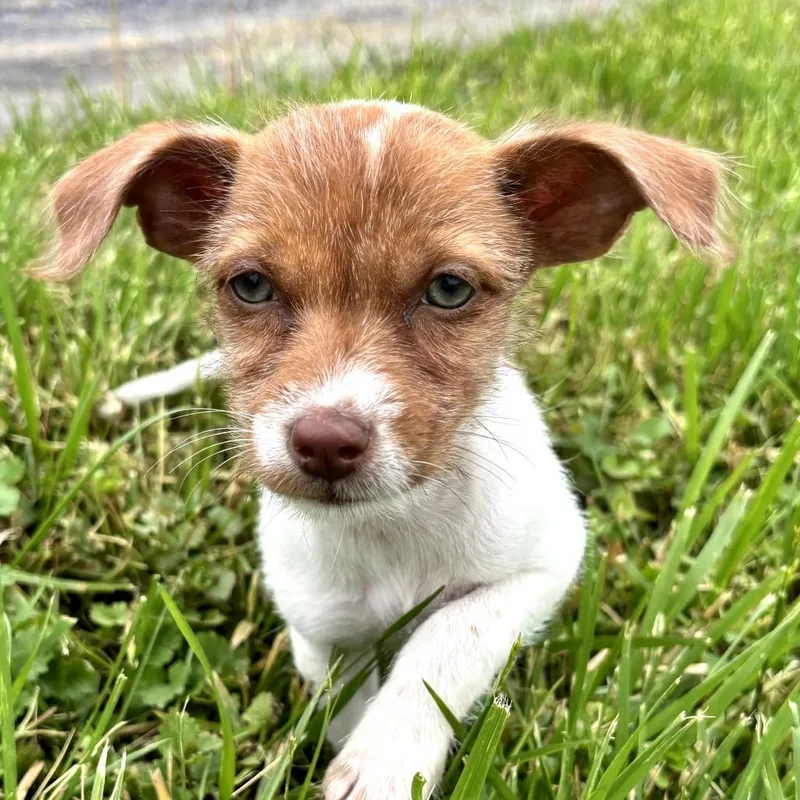 Tinker