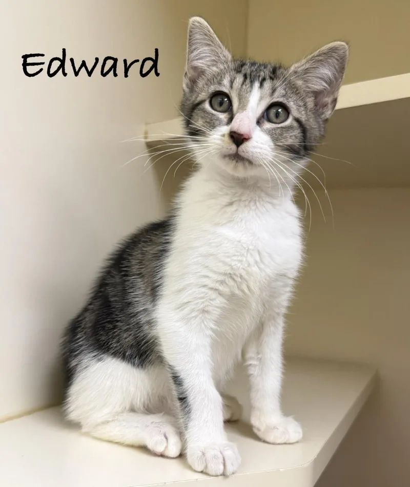 A baby medium-sized male White Domestic Short Hair cat named Edward for adoption in Pawleys Island, SC