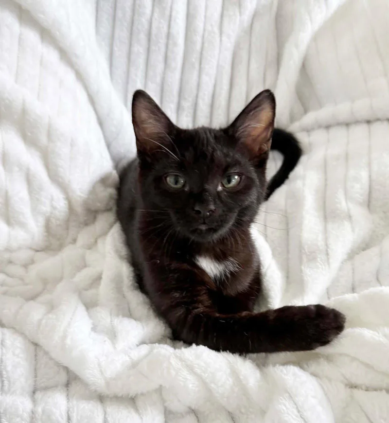 A baby medium-sized male Black & White / Tuxedo Domestic Short Hair cat named Tom Ford for adoption in Nashville, TN