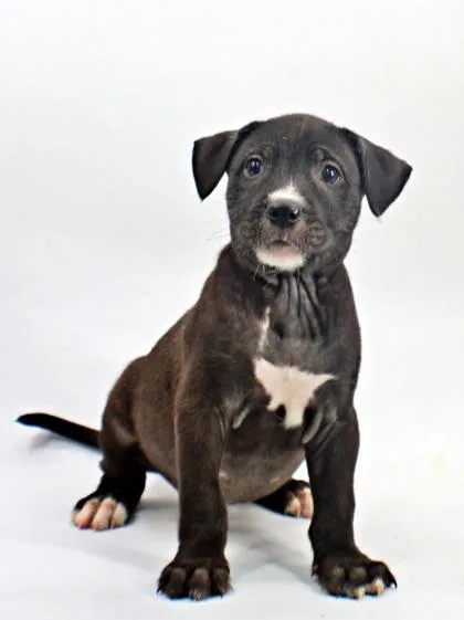 A baby medium-sized male Labrador Retriever dog named Matt for adoption in Morton Grove, IL