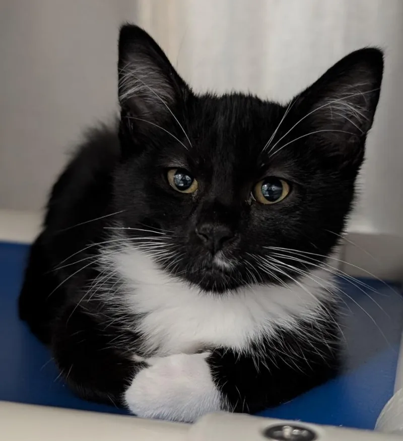 A baby medium-sized female Domestic Short Hair cat named Radio Shack for adoption in Shoreline, WA