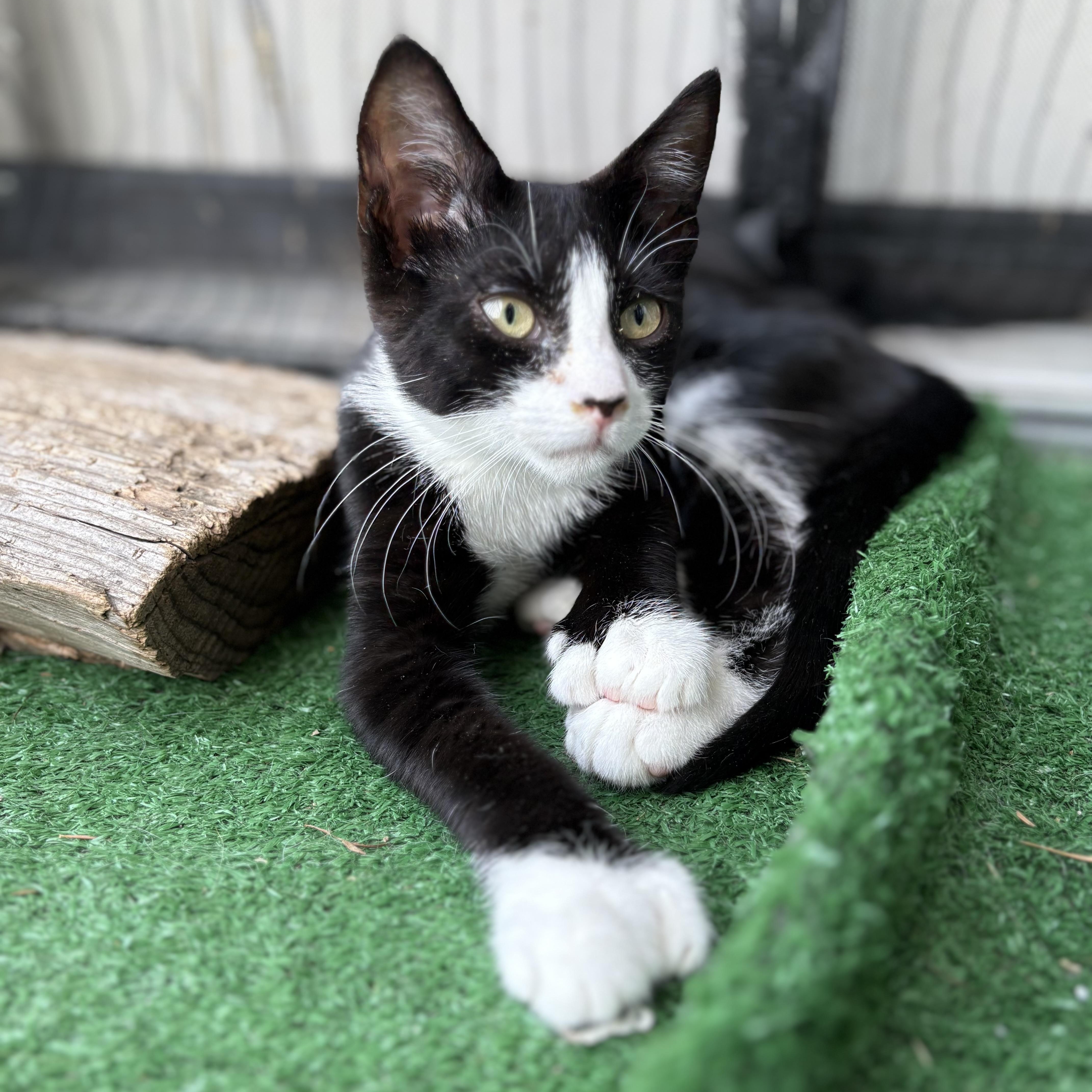 A baby small-sized male Black & White / Tuxedo American Shorthair cat named Extra Toes Equinox for adoption in Stamford, CT