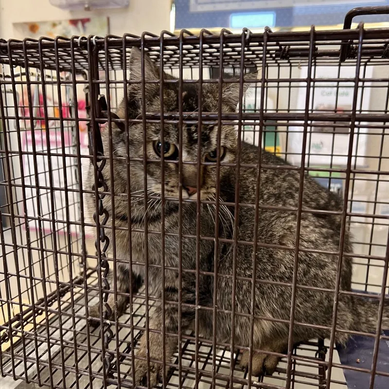 An adult medium-sized female Brown / Chocolate Domestic Short Hair cat named Angie for adoption in Las Vegas, NV