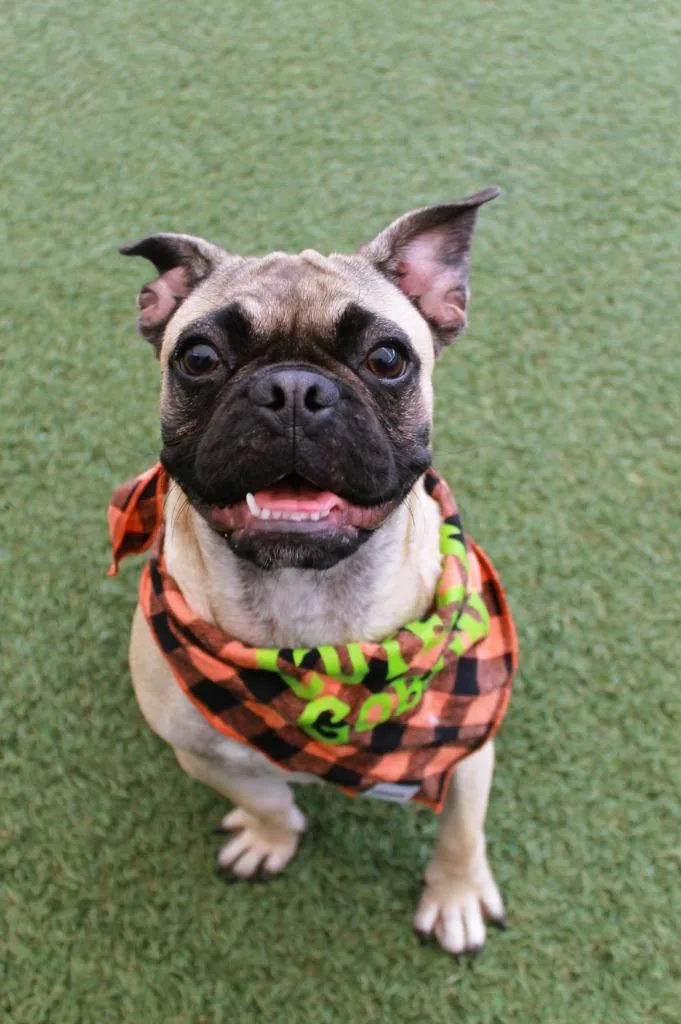 A young small-sized male Pug dog named Rafferty for adoption in Gardena, CA