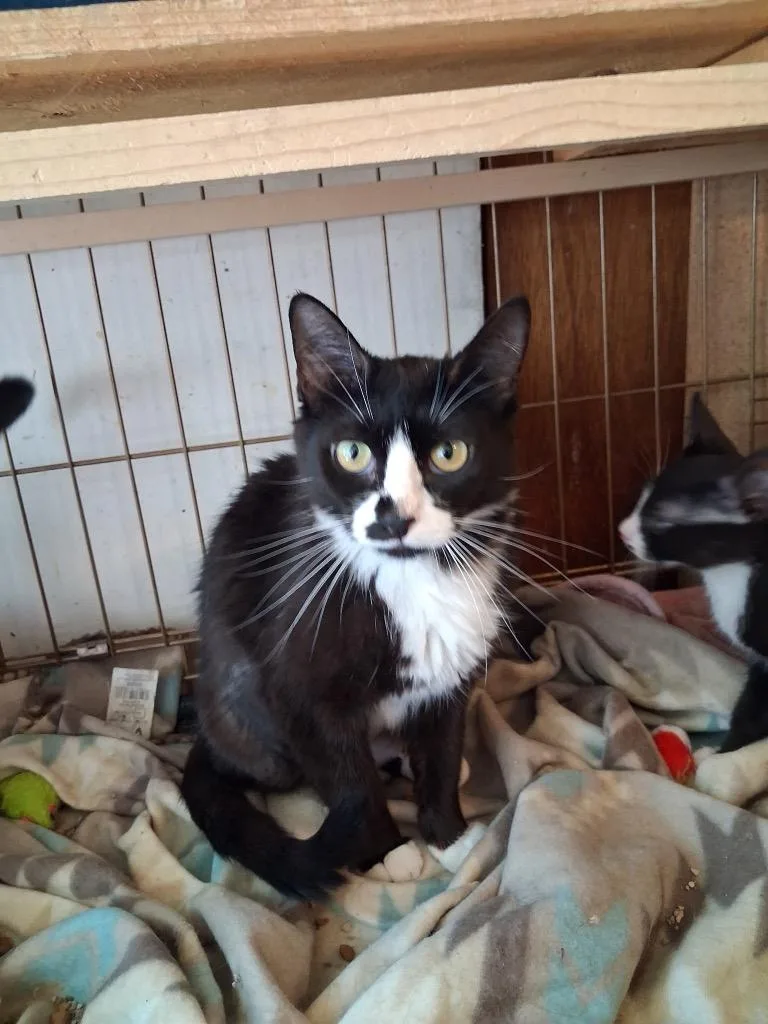 A young medium-sized female Domestic Short Hair cat named Tuxie for adoption in Ogden, UT