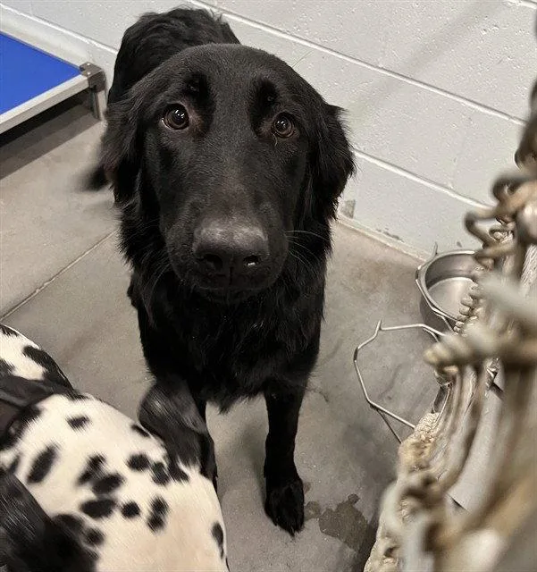 An adult large-sized female Golden Retriever dog named Edith for adoption in Tavares, FL