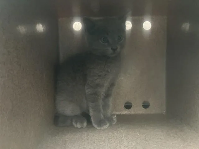 An adult small-sized female Domestic Short Hair cat named Sebastian for adoption in Rancho Cucamonga, CA