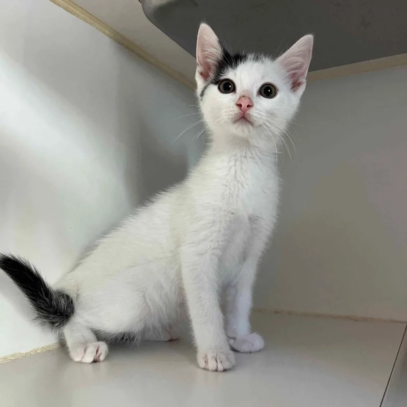 A baby small-sized male White Domestic Short Hair cat named Tundra for adoption in Oakland, CA