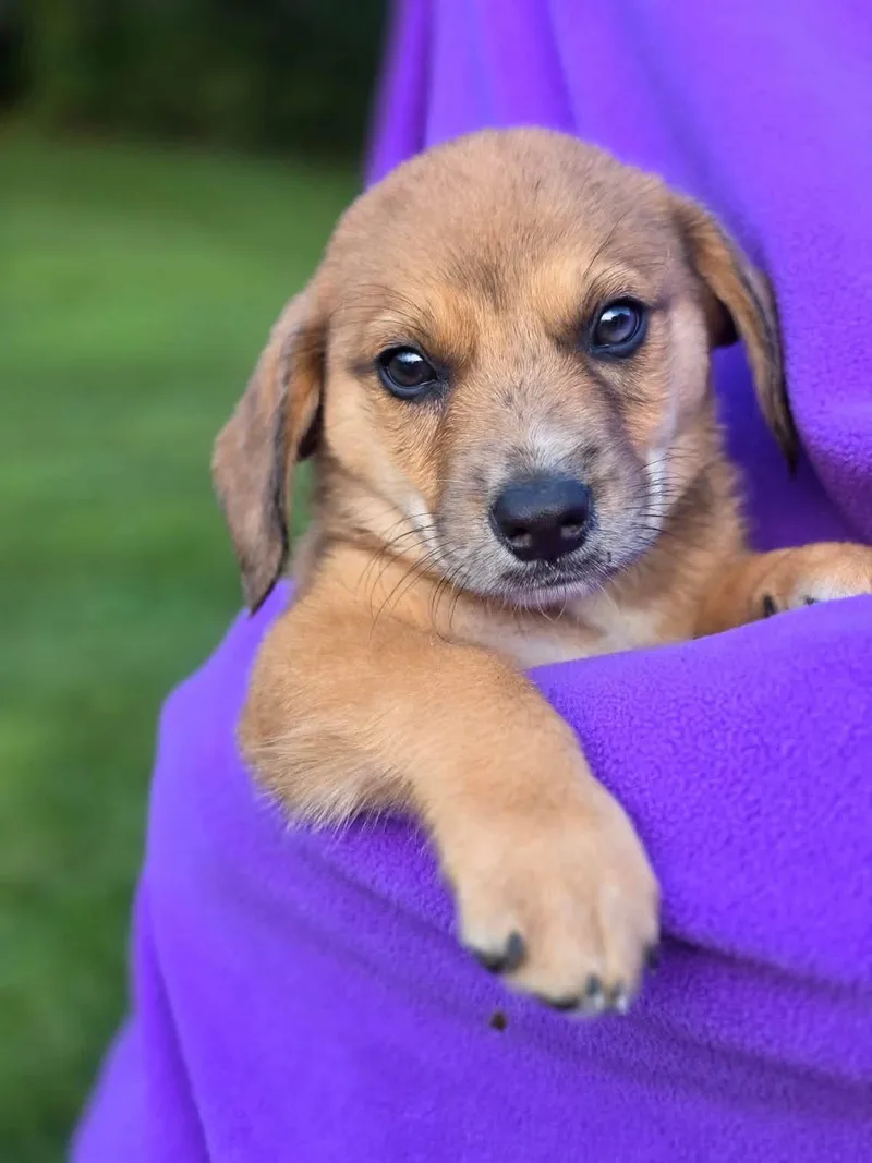 A baby medium-sized male Brown / Chocolate Aussiedoodle dog named Kameron for adoption in Orland Park, IL