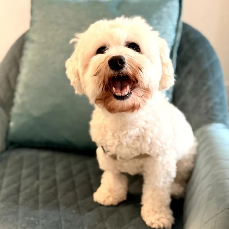 A senior small-sized female White / Cream Maltese dog named Gabby for adoption in Sarasota, FL