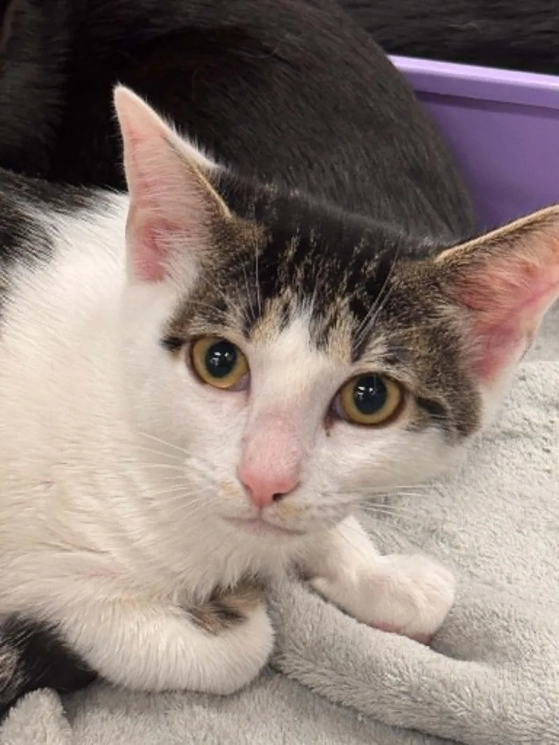 A baby small-sized female Tabby (Gray / Blue / Silver) Domestic Short Hair cat named Grey Eyes for adoption in Wilmington, NC