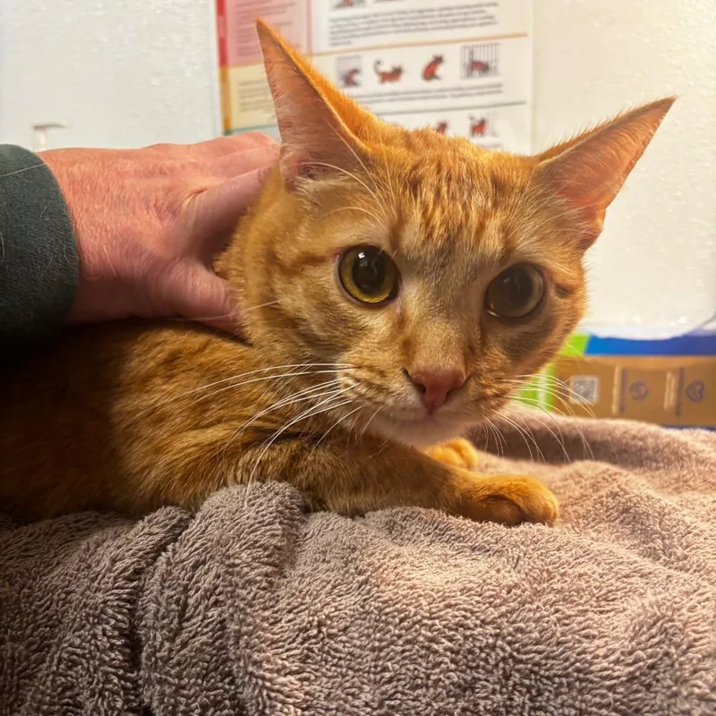 An adult large-sized male Orange / Red Domestic Short Hair cat named Harry for adoption in Tulsa, OK