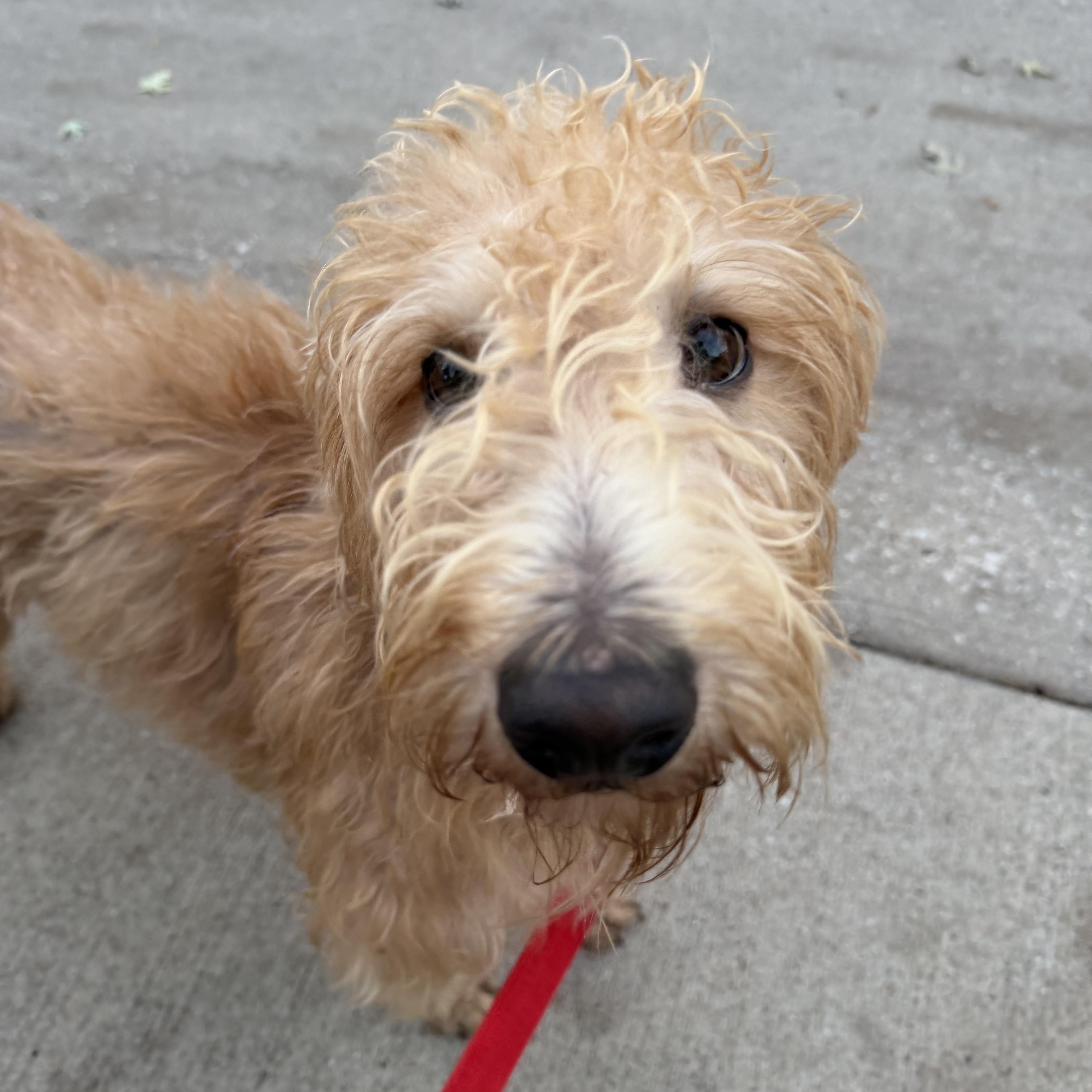 An adult medium-sized female Golden Goldendoodle dog named Jersey for adoption in Bettendorf, IA