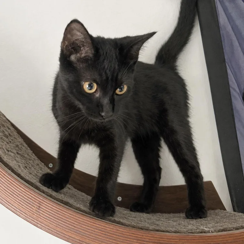 A young medium-sized male Domestic Short Hair cat named Boo for adoption in Austin, TX