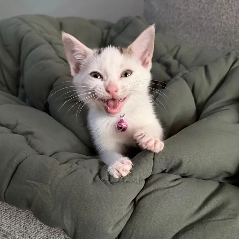 A baby small-sized female Domestic Short Hair cat named Maia for adoption in Charlotte, NC