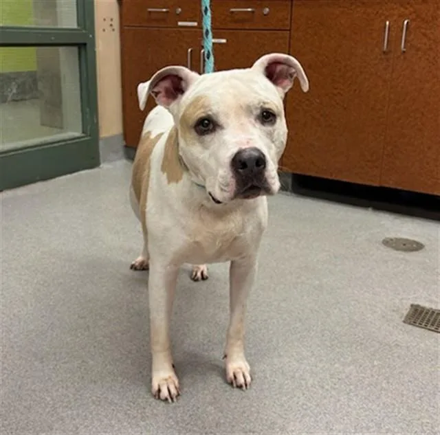 An adult large-sized female Pit Bull Terrier dog named Missy for adoption in Rancho Cucamonga, CA