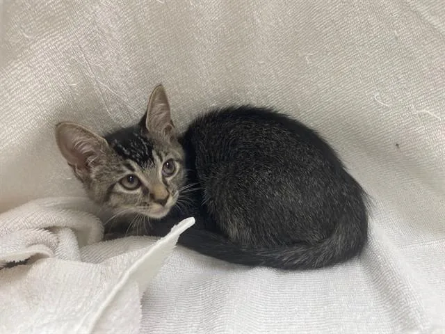 A baby small-sized female Domestic Short Hair cat named Arya for adoption in Agoura, CA
