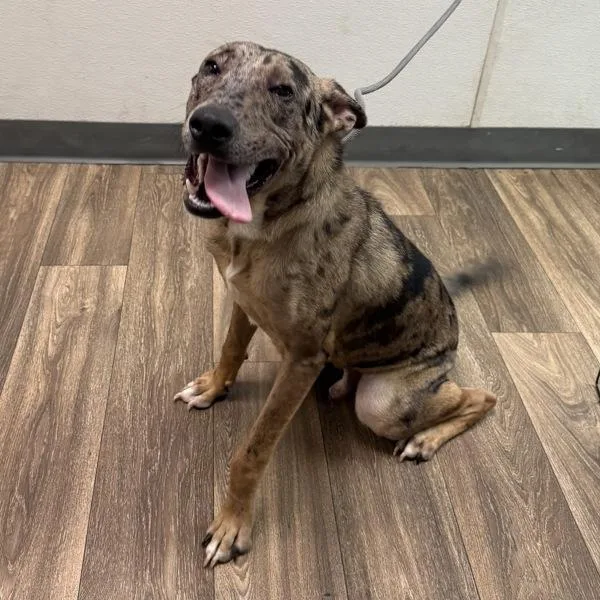 A young medium-sized male Shepherd dog named Magmar for adoption in San Diego, CA