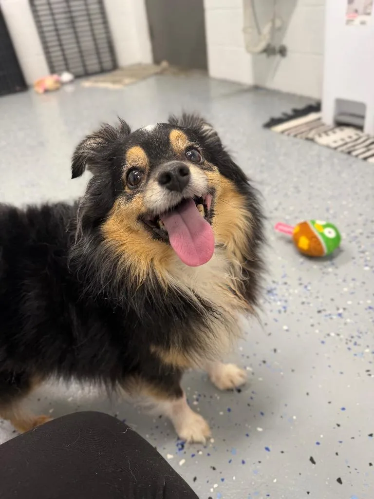 An adult small-sized male Pomeranian dog named Clyde for adoption in Pierceton, IN