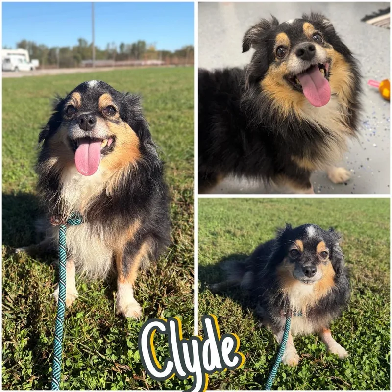 Clyde thumbnail 2