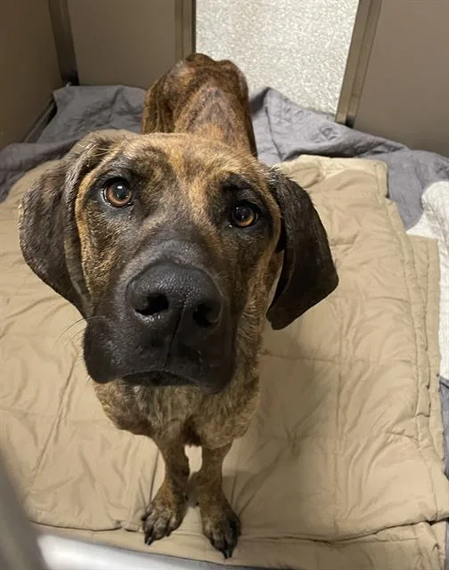 An adult large-sized male Plott Hound dog named Marlor for adoption in Clyde, NC