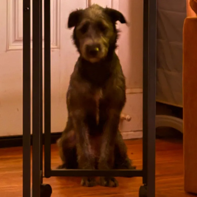 A young medium-sized female Black Terrier dog named Allison for adoption in Cincinnati, OH