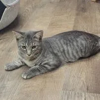 A baby small-sized male Gray / Blue / Silver Domestic Short Hair cat named River for adoption in Grand Island, NE