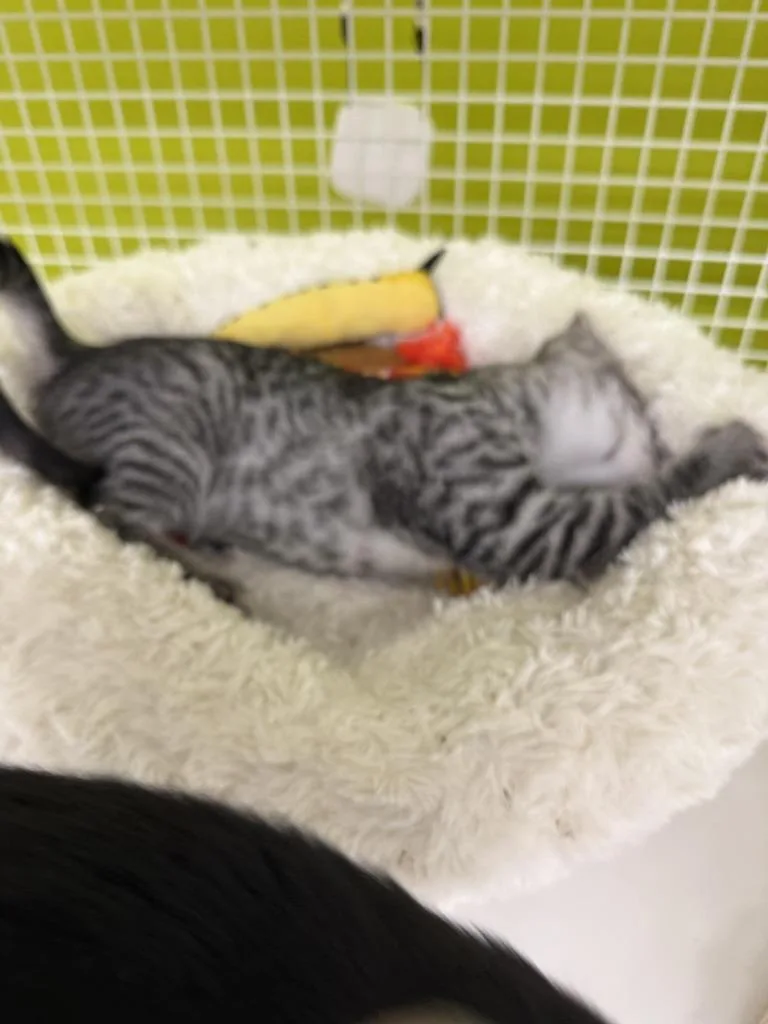 A baby medium-sized male Gray / Blue / Silver Domestic Short Hair cat named Donnie & Raven for adoption in Brentwood, CA