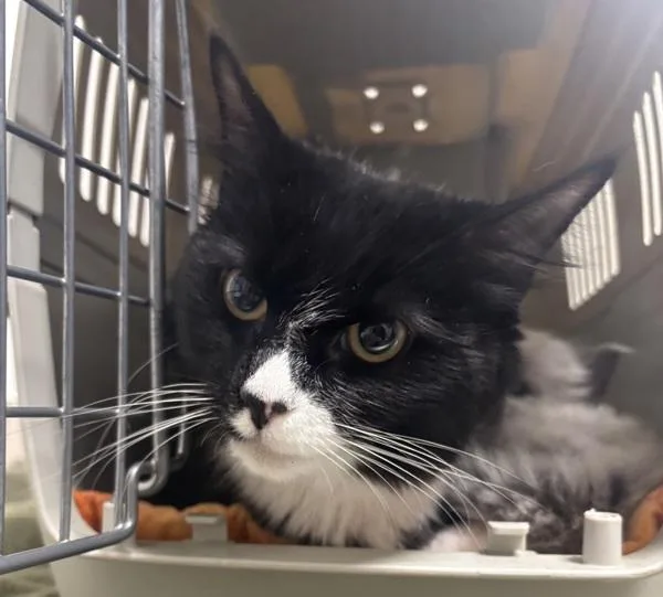 A young medium-sized female Domestic Medium Hair cat named Oj for adoption in Stratham, NH