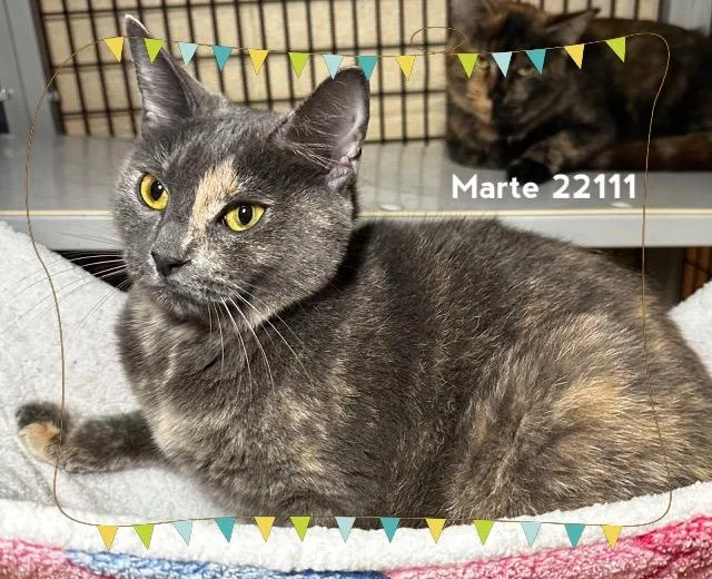 A young medium-sized female Dilute Calico Domestic Short Hair cat named Marte for adoption in Marietta, GA