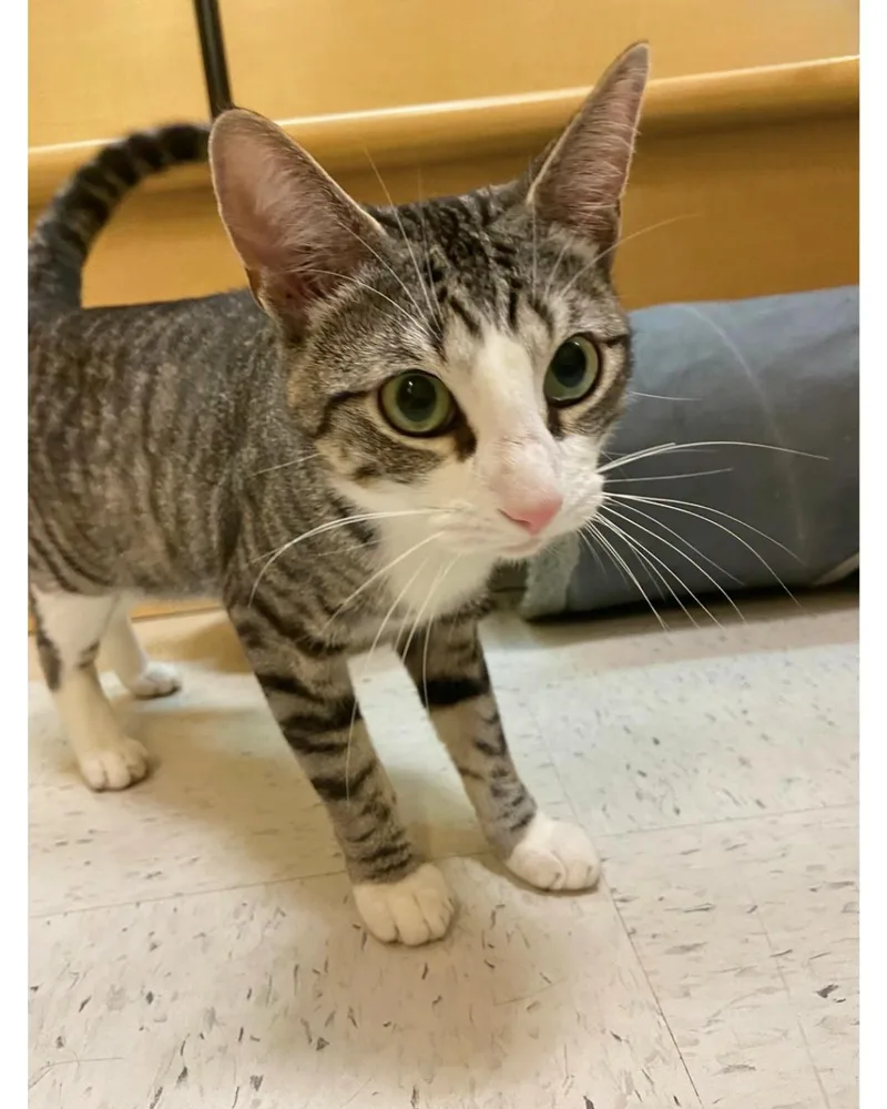 A young medium-sized male Tabby (Gray / Blue / Silver) Domestic Short Hair cat named Benji for adoption in Austin, TX