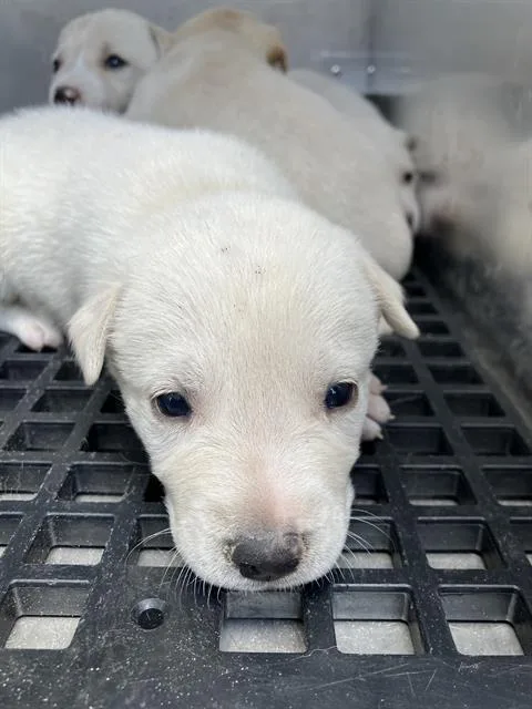 A baby small-sized female Mixed Breed dog named Violen for adoption in Dallas, TX
