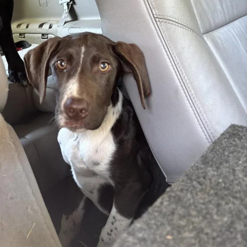 A baby medium-sized female Brown / Chocolate Pointer dog named Bourbonny for adoption in Point Richmond, CA
