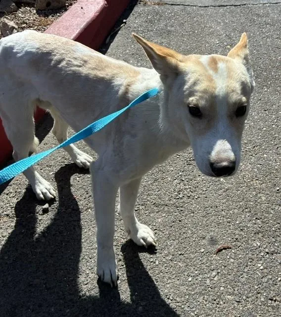 A young large-sized male Basenji dog named Shaggy for adoption in Phoenix, AZ
