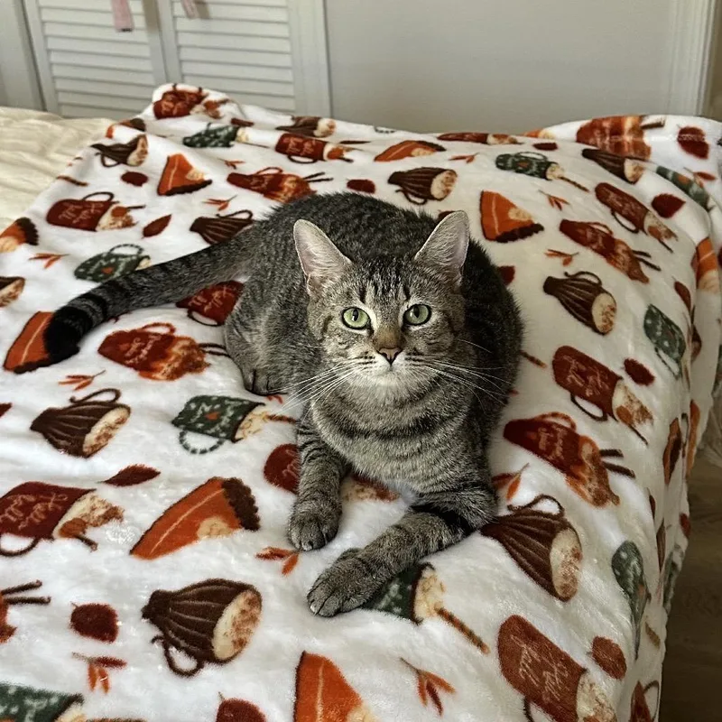 A young small-sized female Gray / Blue / Silver Domestic Short Hair cat named Sakura for adoption in Oakton, VA
